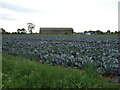 Cabbages off Hampton Lane in PE22 0AN