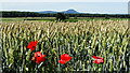 Poppies & wheat field off Adeney Road, Edgmond & view to The Wrekin in TF10 8LT