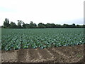 Cabbage field off Jenkins' Lane, Leverton in PE22 0AZ