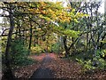 Autumnal colours in New Hall Wood in S36 1LB