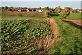 Grassy track between fields south of Langford in SG18 9SJ