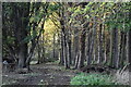 View into private woodland near Poppy Hill Farm in SG16 6BU