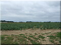Cabbage field off Mill Lane, Tamworth Green in PE22 0LN