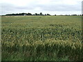 Cereal crop off Grovefield Lane in PE21 0SN