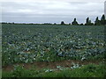 Cabbages off Church End Road in PE22 0LA