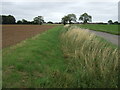 Drain beside Doves' Lane in Butterwick