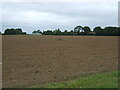 Field off Doves' Lane in Butterwick