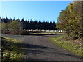 Track junction and new saplings, Chepstow Park Wood in NP16 6EZ