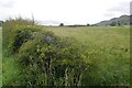 Hedge and field, Fruix in KY13 0LA