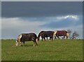 Horses grazing south of Shirebrook in NG20 8GD