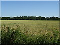Cereal crop off the B1192, Tattershall Thorpe in Tattershall Thorpe