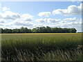 Cereal crop towards woodland in Tattershall