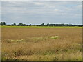 Cereal crop near Westville Farm in PE22 7HN