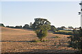 Single tree in a field in BR8 8TG