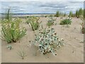 Whiteford Point - Sand Dune in SA3 1DL