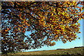 Autumn oak, Colt Crag Reservoir in NE46 4TT