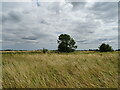 Grassland beside the Catchwater Drain in PE22 7SA