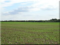 Crop field near Bardney in LN3 5DN