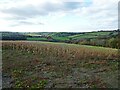 Farmland, above Clifford Barton in EX6 7DL