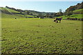 Pasture by the Aller Brook in EX7 0QJ