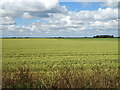 Cereal crop near Black Horse Bridge in PE23 5BE