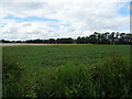 Crop field off Vicarage Lane, Wainfleet All Saints in PE24 4HP