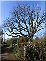 A dead tree next to the Tunbridge Wells Circular Walk in TN3 0ED