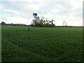 Copse, north-east of Castle Farm in CV13 6NL