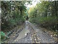 Private track heading west through woodland in CV13 6NL