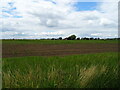 Crop field, Frisney in PE22 8QF