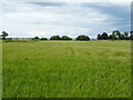Cereal crop off Church Lane, Friskney in PE22 8PG