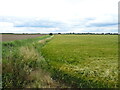 Cereal crop and drain in PE22 9DU