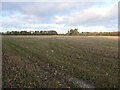 Stubble field, east of Bellow's Clump in CV13 0BH