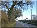 Autumn colour by the road on Buckland Hill in TA21 9LJ