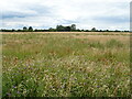 Grassland, Wrangle Bank in PE22 9DU