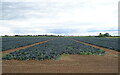 Brassicas near Harts Holme Farm in PE22 9HR
