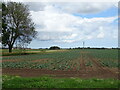 Cabbage field off Church Road, Old Leake in PE22 9PJ