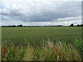 Cereal crop off The Gride (B1184) in PE22 9NA