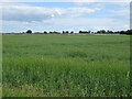 Crop field off  Wicken Lane, Old Leake in PE22 9QB