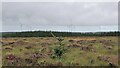 Lone tree on moorland below Ballharn Hill, Caithness in KW3 6BD