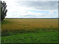 Cereal crop near Silver Pit Farm in PE22 8HJ