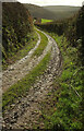 Green lane to Monkey Oak in TQ9 7PR