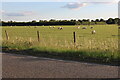 Sheep pasture by Bedford Road in MK44 1HB