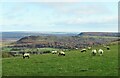 Sheep pasture above Stoney Gill Hole in YO62 5LS