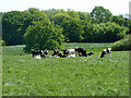 Young cattle, fields north of Plaistow in RH14 0PU
