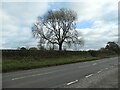 Tree on the boundary of two fields in ST10 4HN