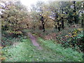 A dull November day in Hangman's Wood in RM16 2XE