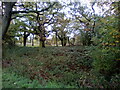 Oak trees in Hangman's Wood in RM16 3AH