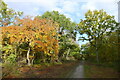 Maple providing autumn colour in Old Sulehay Forest in PE8 6PN