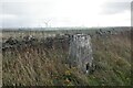 Triangulation pillar, Quixwood Moor in TD11 3RZ